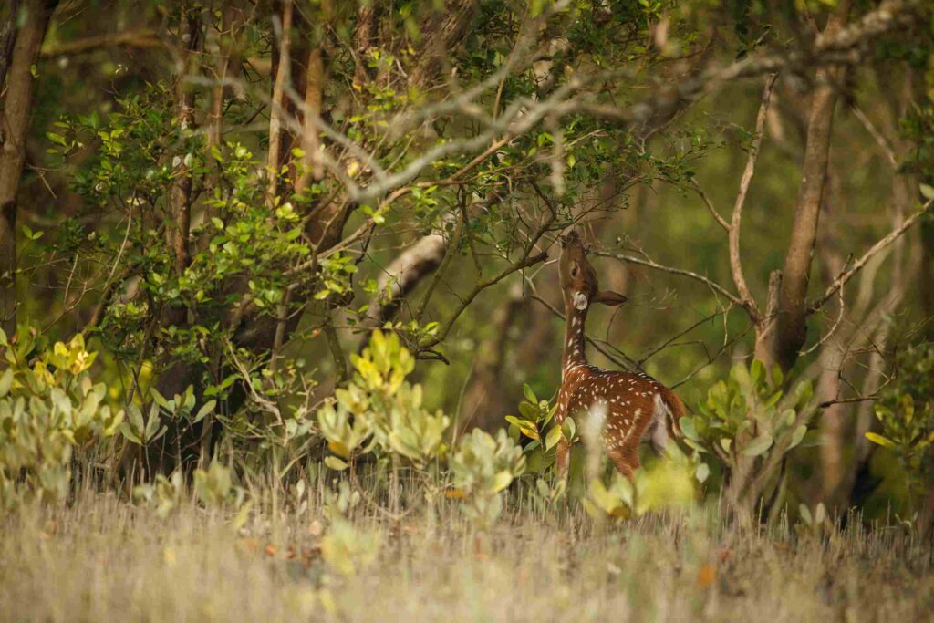 Mangrove Forest of Bangladesh