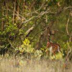 Mangrove Forest of Bangladesh