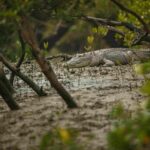 Mangrove Forest of Bangladesh