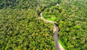 The Amazon Rainforest