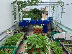 Garden macha