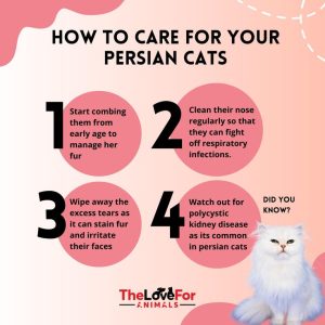 Persian cat grooming and care at home
